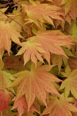 Autumn Moon Japanese Maple - 3 Gallon Pot (2.5 To 3.5') 10 Autumn Moon Japanese Maple - 3 Gallon Pot (2.5 To 3.5') -Garden Wisp Sales Store Japanese Maple Autumn Moon 3