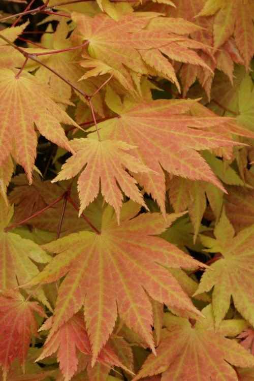 Autumn Moon Japanese Maple - 3 Gallon Pot (2.5 To 3.5') 4 Autumn Moon Japanese Maple - 3 Gallon Pot (2.5 To 3.5') - Image 4