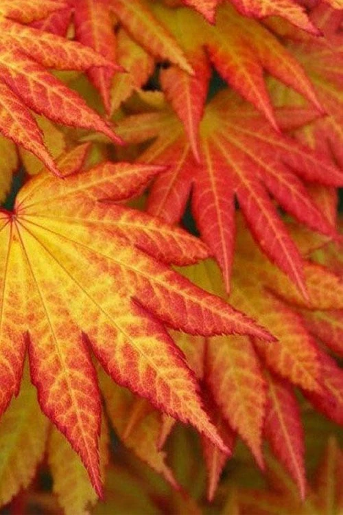 Autumn Moon Japanese Maple - 3 Gallon Pot (2.5 To 3.5') 5 Autumn Moon Japanese Maple - 3 Gallon Pot (2.5 To 3.5') - Image 5