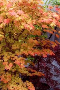 Autumn Moon Japanese Maple - 3 Gallon Pot (2.5 To 3.5') 13 Autumn Moon Japanese Maple - 3 Gallon Pot (2.5 To 3.5') -Garden Wisp Sales Store Japanese Maple Autumn Moon 7
