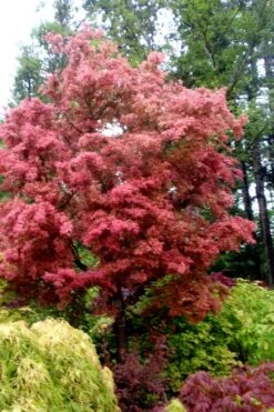 Beni Fushigi Japanese Maple - 1 Gallon Pot -Garden Wisp Sales Store Japanese Maple Beni Fushigi 1