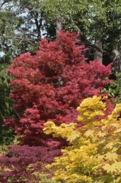 Beni Fushigi Japanese Maple - 1 Gallon Pot -Garden Wisp Sales Store Japanese Maple Beni Fushigi 2
