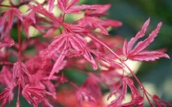 Beni Fushigi Japanese Maple - 1 Gallon Pot -Garden Wisp Sales Store Japanese Maple Beni Fushigi 3