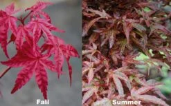 Beni Fushigi Japanese Maple - 1 Gallon Pot -Garden Wisp Sales Store Japanese Maple Beni Fushigi 5