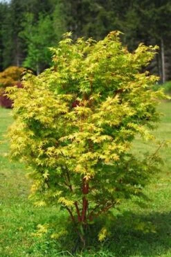 Beni Kawa Coral Bark Japanese Maple - 3 Gallon Pot 9 Beni Kawa Coral Bark Japanese Maple - 3 Gallon Pot -Garden Wisp Sales Store Japanese Maple Beni Kawa 1