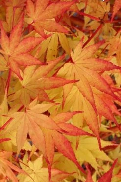 Beni Kawa Coral Bark Japanese Maple - 3 Gallon Pot 8 Beni Kawa Coral Bark Japanese Maple - 3 Gallon Pot -Garden Wisp Sales Store Japanese Maple Beni Kawa 2
