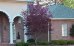 Bloodgood Red Leaf Japanese Maple - 2 Gallon Pot -Garden Wisp Sales Store Japanese Maple Bloodgood 2