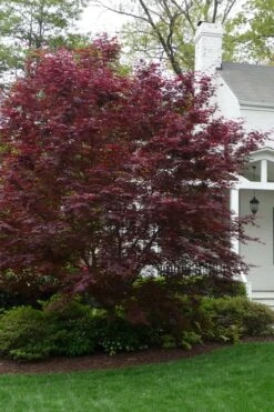 Bloodgood Red Leaf Japanese Maple - 3 Gallon Pot -Garden Wisp Sales Store Japanese Maple Boodgood 20