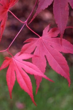 Bloodgood Red Leaf Japanese Maple - 7 Gallon Pot (4-5') 13 Bloodgood Red Leaf Japanese Maple - 7 Gallon Pot (4-5') -Garden Wisp Sales Store Japanese Maple Boodgood 22 2