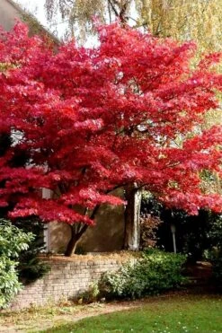 Bloodgood Red Leaf Japanese Maple - 5 Gallon Pot (2-3') -Garden Wisp Sales Store Japanese Maple Boodgood 23 1
