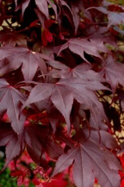 Bloodgood Red Leaf Japanese Maple - 5 Gallon Pot (2-3') -Garden Wisp Sales Store Japanese Maple Boodgood 24 1