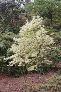 Butterfly Japanese Maple - 1 Gallon Pot -Garden Wisp Sales Store Japanese Maple Butterfly 1