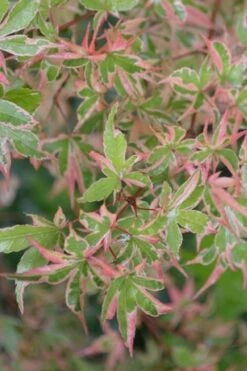 Butterfly Japanese Maple - 1 Gallon Pot -Garden Wisp Sales Store Japanese Maple Butterfly 4