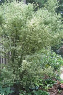 Orido Nishiki Pink Variegated Japanese Maple - 5 Gallon Pot -Garden Wisp Sales Store Japanese Maple Butterfly 5 1