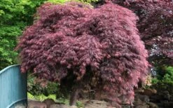 Crimson Queen Dwarf Japanese Maple - 1 Gallon Pot 13 Crimson Queen Dwarf Japanese Maple - 1 Gallon Pot -Garden Wisp Sales Store Japanese Maple Crimson Queen 22 2