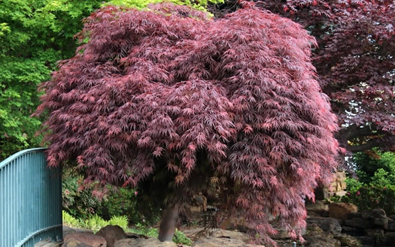 Crimson Queen Dwarf Japanese Maple - 1 Gallon Pot 7 Crimson Queen Dwarf Japanese Maple - 1 Gallon Pot - Image 7