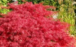 Crimson Queen Dwarf Japanese Maple (High Graft Tree Form) - 2 Gallon Pot -Garden Wisp Sales Store Japanese Maple Crimson Queen 51