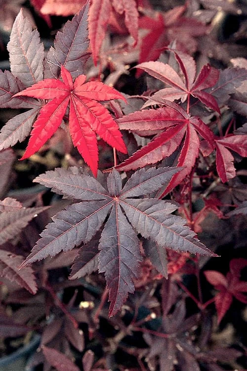 Emperor 1 Japanese Maple - 5 Gallon Pot (4'-5') 4 Emperor 1 Japanese Maple - 5 Gallon Pot (4'-5') - Image 4