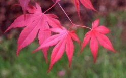 Bloodgood Red Leaf Japanese Maple - 2 Gallon Pot -Garden Wisp Sales Store Japanese Maple Fall Color