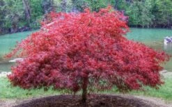 Firefall Lace Leaf Japanese Maple - 1 Gallon Pot -Garden Wisp Sales Store Japanese Maple Firefall 1 1