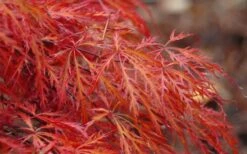 Firefall Lace Leaf Japanese Maple - 1 Gallon Pot -Garden Wisp Sales Store Japanese Maple Firefall 2 1