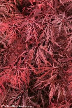 Firefall Lace Leaf Japanese Maple - 1 Gallon Pot -Garden Wisp Sales Store Japanese Maple Firefall 3 1