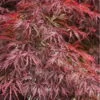 Firefall Lace Leaf Japanese Maple - 5 Gallon Pot