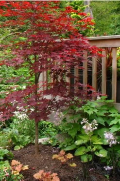 Fireglow Red Leaf Japanese Maple - 3 Gallon Pot -Garden Wisp Sales Store Japanese Maple Fireglow 500x750 2