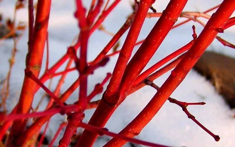 Fjellheim Dwarf Coral Bark Japanese Maple - 3 Gallon Pot 7 Fjellheim Dwarf Coral Bark Japanese Maple - 3 Gallon Pot - Image 7