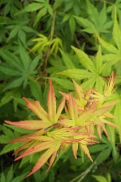 Glowing Embers Japanese Maple - 7 Gallon Pot (7'+) -Garden Wisp Sales Store Japanese Maple Glowing Embers 6 2