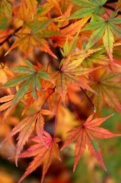 Glowing Embers Japanese Maple - 3 Gallon Pot -Garden Wisp Sales Store Japanese Maple Glowing Embers 7 1