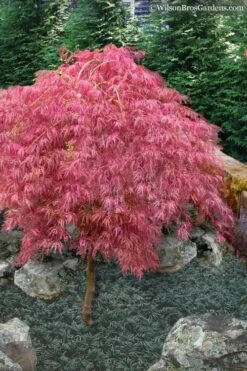 Hana Matoi Pink Leaf Japanese Maple - 6 Gallon Pot