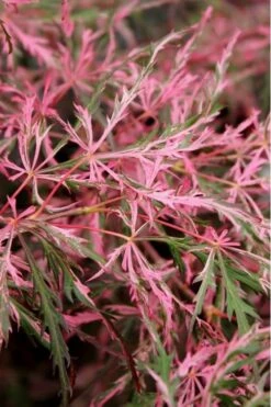 Hana Matoi Pink Leaf Japanese Maple - 6 Gallon Pot -Garden Wisp Sales Store Japanese Maple Hana Matoi Leaves Closeup