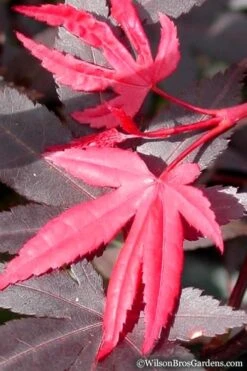 Red 'N Summer Japanese Maple - Acer Palmatum 'Hefner's Red' - 3 Gallon Pot -Garden Wisp Sales Store Japanese Maple Hefners Red 20