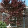 Red 'N Summer Japanese Maple - Acer Palmatum 'Hefner's Red' - 3 Gallon Pot