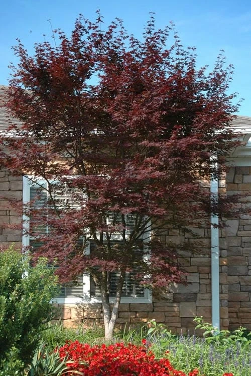 Red 'N Summer Japanese Maple - Acer Palmatum 'Hefner's Red' - 1 Gallon Pot 1 Red 'N Summer Japanese Maple - Acer Palmatum 'Hefner's Red' - 1 Gallon Pot