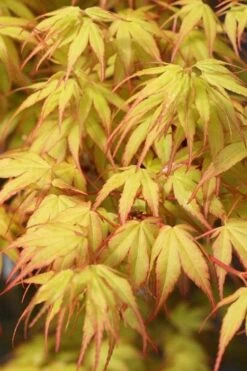 Katsura Japanese Maple - 3 Gallon Pot 10 Katsura Japanese Maple - 3 Gallon Pot -Garden Wisp Sales Store Japanese Maple Katsura 1