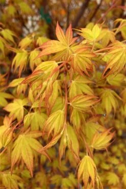 Katsura Japanese Maple - 3 Gallon Pot 11 Katsura Japanese Maple - 3 Gallon Pot -Garden Wisp Sales Store Japanese Maple Katsura 4