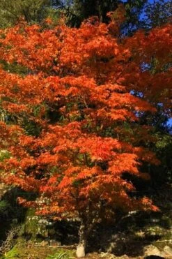 Katsura Japanese Maple - 3 Gallon Pot 9 Katsura Japanese Maple - 3 Gallon Pot -Garden Wisp Sales Store Japanese Maple Katsura 5