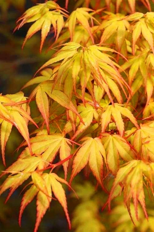 Katsura Japanese Maple - 3 Gallon Pot 1 Katsura Japanese Maple - 3 Gallon Pot
