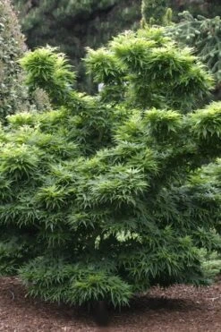 Mikawa Yatsubusa Japanese Maple - 3 Gallon Pot 11 Mikawa Yatsubusa Japanese Maple - 3 Gallon Pot -Garden Wisp Sales Store Japanese Maple Mikawa Yatsubusa 8