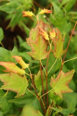 Mitsuba Yama Japanese Maple - 5 Gallon Pot 8 Mitsuba Yama Japanese Maple - 5 Gallon Pot -Garden Wisp Sales Store Japanese Maple Mitsuba Yama 1