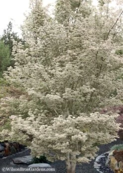 Ukigumo Floating Cloud Ghost Japanese Maple - 3 Gallon Pot (3-4') -Garden Wisp Sales Store Japanese Maple Okigumo 15 1