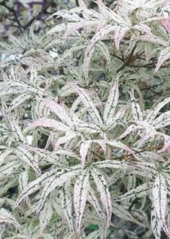 Ukigumo Floating Cloud Ghost Japanese Maple - 3 Gallon Pot (3-4') -Garden Wisp Sales Store Japanese Maple Okigumo 7 1