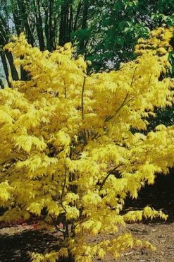 Orange Dream Japanese Maple - 3 Gallon Pot -Garden Wisp Sales Store Japanese Maple Orange Dream 10