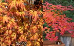 Orange Dream Japanese Maple - 3 Gallon Pot -Garden Wisp Sales Store Japanese Maple Orange Dream Spring Fall
