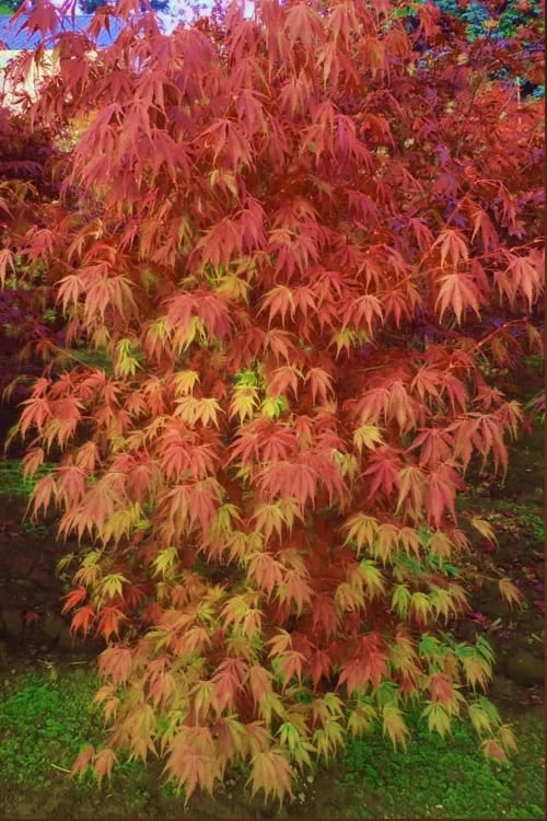 Orange Flame Japanese Maple - 2 Gallon Pot 1 Orange Flame Japanese Maple - 2 Gallon Pot