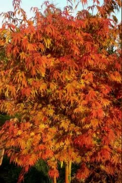 Orange Flame Japanese Maple - 2 Gallon Pot 9 Orange Flame Japanese Maple - 2 Gallon Pot -Garden Wisp Sales Store Japanese Maple Orange Flame 12