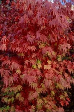Orange Flame Japanese Maple - 2 Gallon Pot 10 Orange Flame Japanese Maple - 2 Gallon Pot -Garden Wisp Sales Store Japanese Maple Orange Flame 13