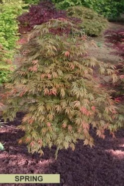 Orange Flame Japanese Maple - 2 Gallon Pot 11 Orange Flame Japanese Maple - 2 Gallon Pot -Garden Wisp Sales Store Japanese Maple Orange Flame Spring Color